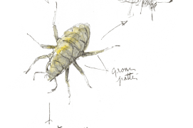 « Soldat sur une galle (plus costaud, grosses pattes) » / © Benoît Perrotin 