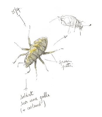 « Soldat sur une galle (plus costaud, grosses pattes) » Peuplier : 3 conseils pour observer les animaux qui y vivent