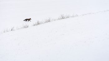 Un renard qui trottine en solitaire dans un champ de neige. Un renard qui trottine en solitaire dans un champ de neige.