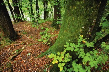 Sous-bois d'une hêtraie / © David Greyo