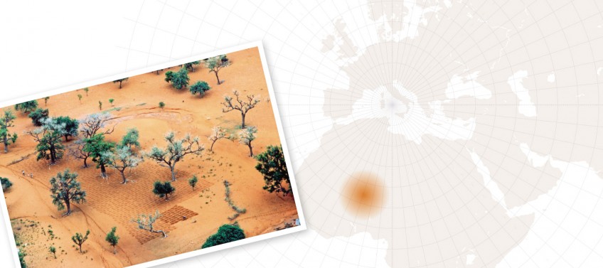 La grande migration des papillons belles-dames