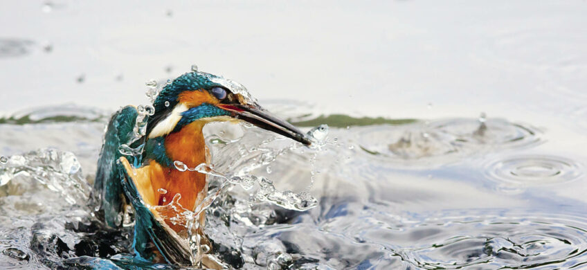 Martin-pêcheur, l'ennemi juré des poissons