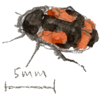 Sphaeridium Foison de vie dans les bouses de vaches