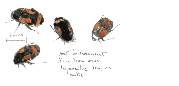 Sphaeridium. « Sort brièvement d'un trou pour disparaître dans un autre. » / © Denis Clavreul