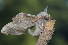 Sphinx du peuplier / © Paul André Pichard