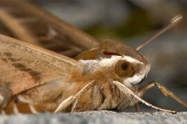 Sphinx livournien  / © Paul André Pichard