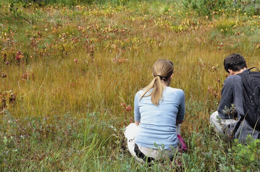 Les surprises de la sarracénie
