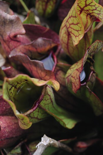 Les surprises de la sarracénie