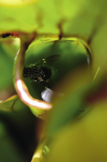 Les surprises de la sarracénie