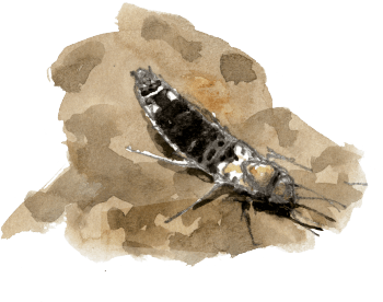 Staphylin / © Denis Clavreul