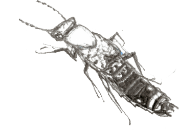 Staphylin / © Denis Clavreul