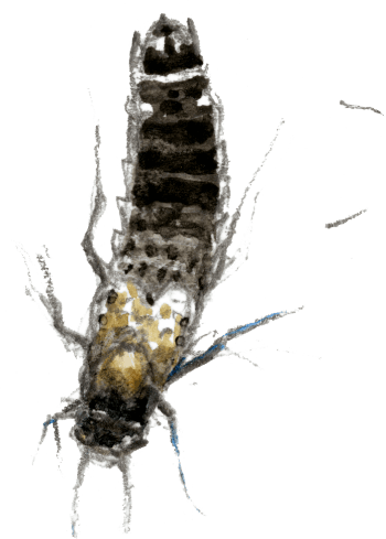 Staphylin / © Denis Clavreul