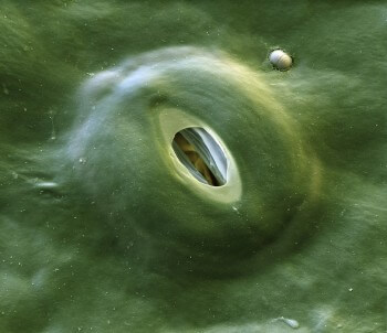 Stomate qui régule les échanges gazeux d'une plante Secrets et histoires à propos du hêtre