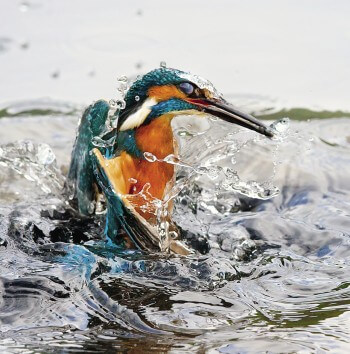 Le martin-pêcheur commet ses crimes sous l'eau