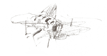 Syrphe / © Benoît Perrotin