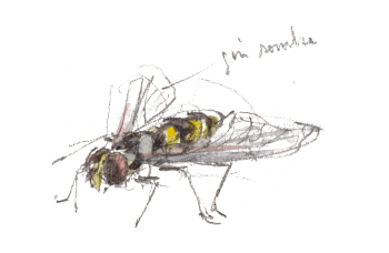 « Syrphe posé sur une feuille de peuplier. » / © Benoît Perrotin