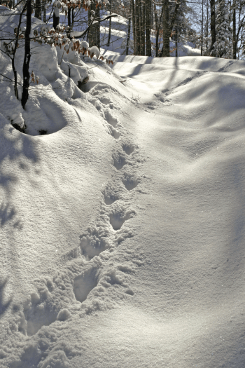 Traces fraîches dans la poudreuse / © Didier Pépin
