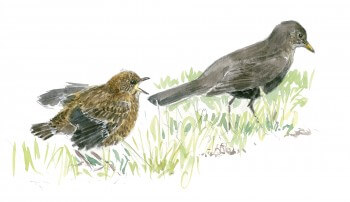 « Un grand jeune tout juste sorti du nid suit sa mère en piaillant peu discrètement. » / © Jean Chevallier