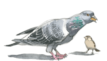 Un petit moineau ne peut rien contre l'appétit d'un grand pigeon / © Federico Gemma
