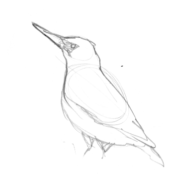 Un pic vert qui s'affaire dans le verger.