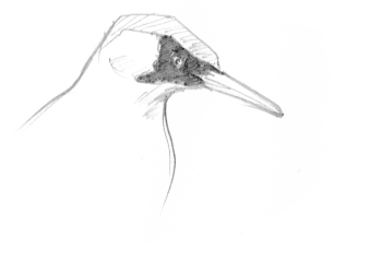 Un pic vert qui s'affaire dans le verger.