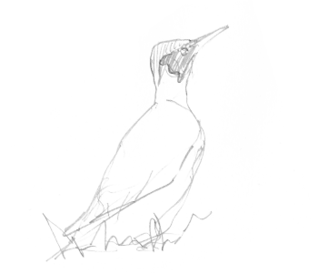 Un pic vert qui s'affaire dans le verger.