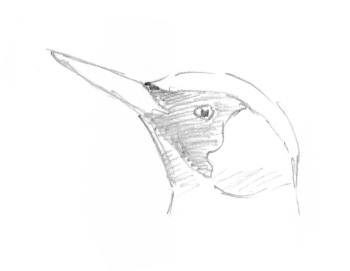 Un pic vert qui s'affaire dans le verger.