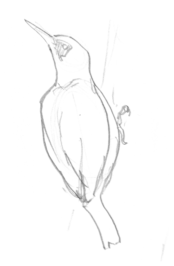 Un pic vert qui s'affaire dans le verger.