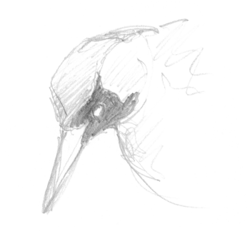 Un pic vert qui s'affaire dans le verger.