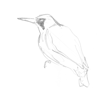 Un pic vert qui s'affaire dans le verger.