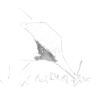 Un pic vert qui s'affaire dans le verger.