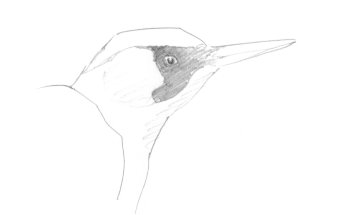 Un pic vert qui s'affaire dans le verger.