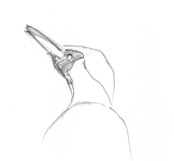 Un pic vert qui s'affaire dans le verger.