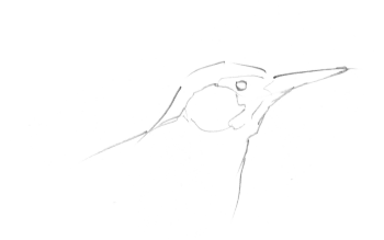 Un pic vert qui s'affaire dans le verger.