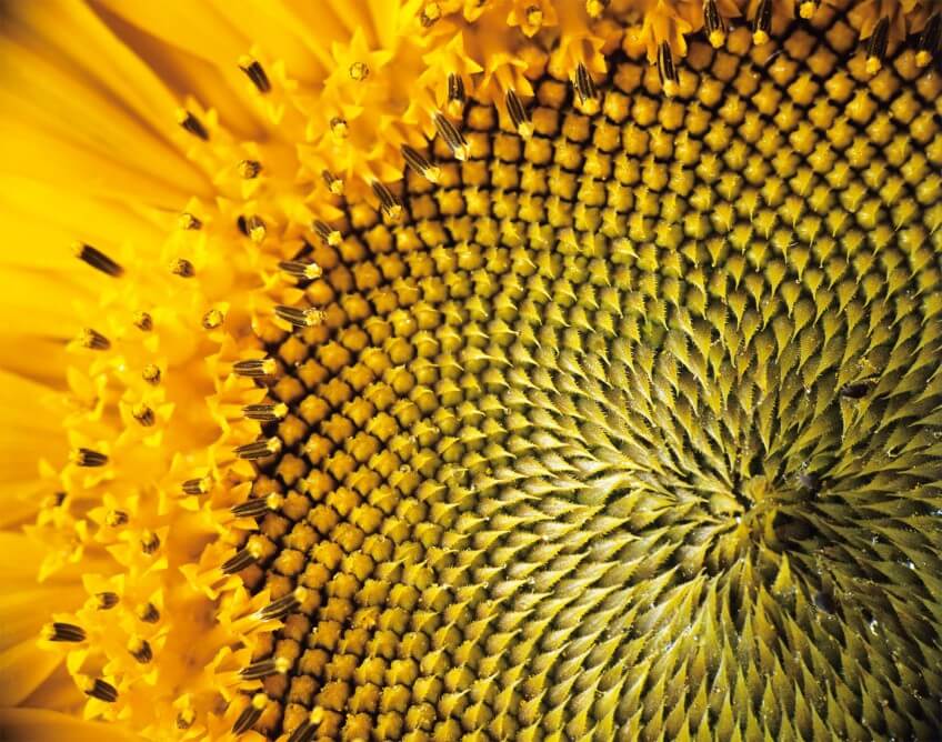 Un tournesol planté dans son jardin pour nourrir les oiseaux