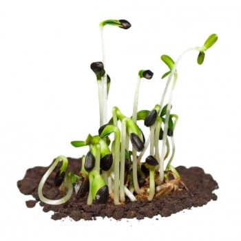 Le tournesol, soleil des oiseaux