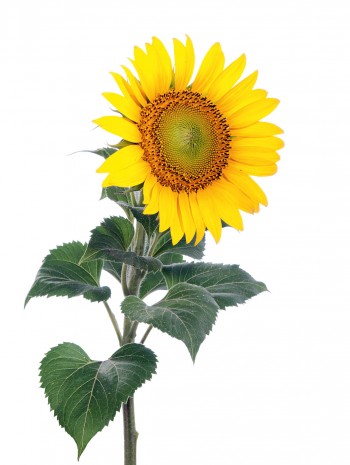Le tournesol, soleil des oiseaux