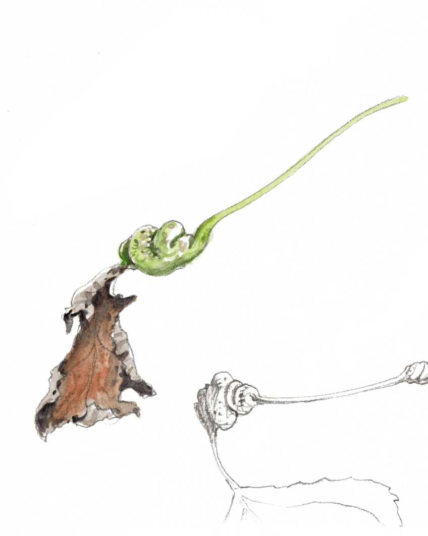 Une feuille qui a eu le malheur d'être la cible de pucerons finit apr ne plus être alimentée en sève. Le petit peuple du peuplier