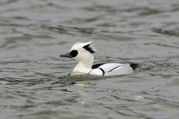 Venez admirer le rare harle piette, un joyau venu du Grand Nord.  / © Fabrice Cahez
