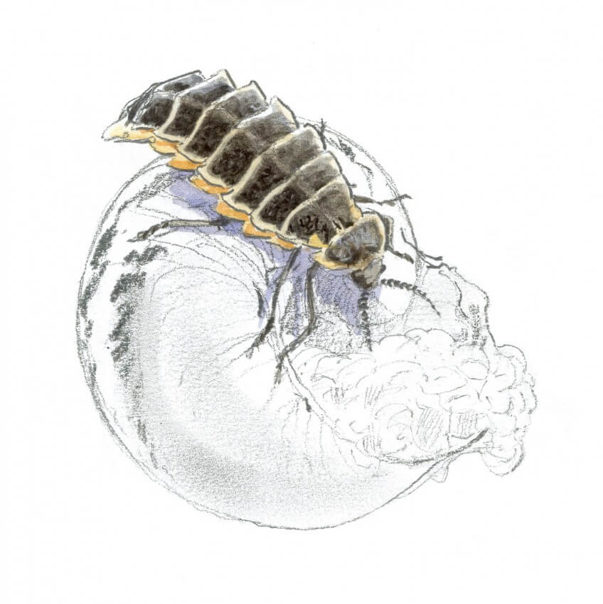 Ver luisant Voici la horde des prédateurs d'escargots