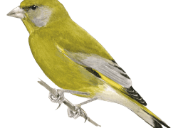 Verdier d'Europe / © Serge Nicolle