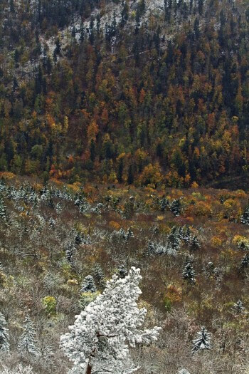 Escapade en forêt au-dessus de Neuchâtel