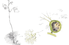 Zoom sur un utricule  en pleine digestion contenant une proie dissoute. / © Olivier Loir