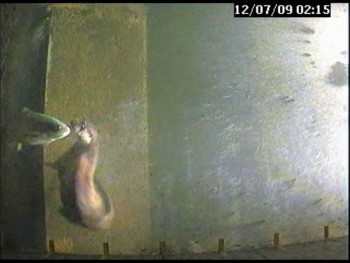 07 décembre 2009 - Loutre détectée par une caméra de surveillance d’une échelle à poissons. Barrage de  Reichenau à Ems (Grisons).