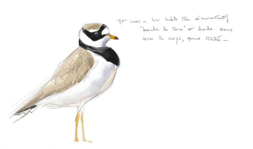 Les limicoles, ces oiseaux qui débarquent sur les plages
