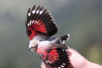 17 septembre 2008: Au col de Jaman dans les Préalpes vaudoises, l'ornithologue Luc Henry a la surprise d'attraper dans un filet un tichodrome. Quelques minutes plus tard, Lionel Maumary tient brièvement l'oiseau en main.
