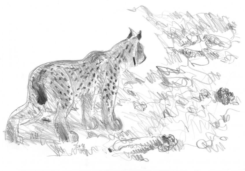 21 août 2011 - «Ce soir-là, je me suis installé à 30 m d'un tas de bois où le lynx laissait régulièrement des poils. Pour passer le temps, je dessine le sous-bois. A 21 h, je vois passer une bête. Le lynx! Dans mes jumelles, je vois parfaitement bien les magnifiques motifs noirs sur fauve de sa fourrure. Aucun doute. C'est B189!»