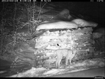 23.2.2012 | -1°c | Lynx qui marque contre un tas de bois / © KORA