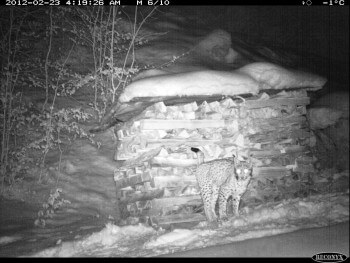 23.2.2012 | -1°c | Lynx qui marque contre un tas de bois / © KORA