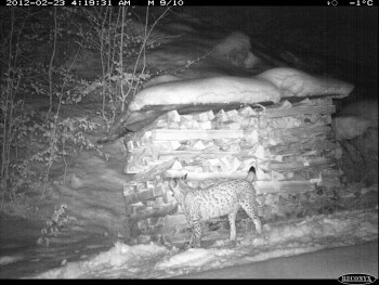 23.2.2012 | -1°c | Lynx qui marque contre un tas de bois / © KORA